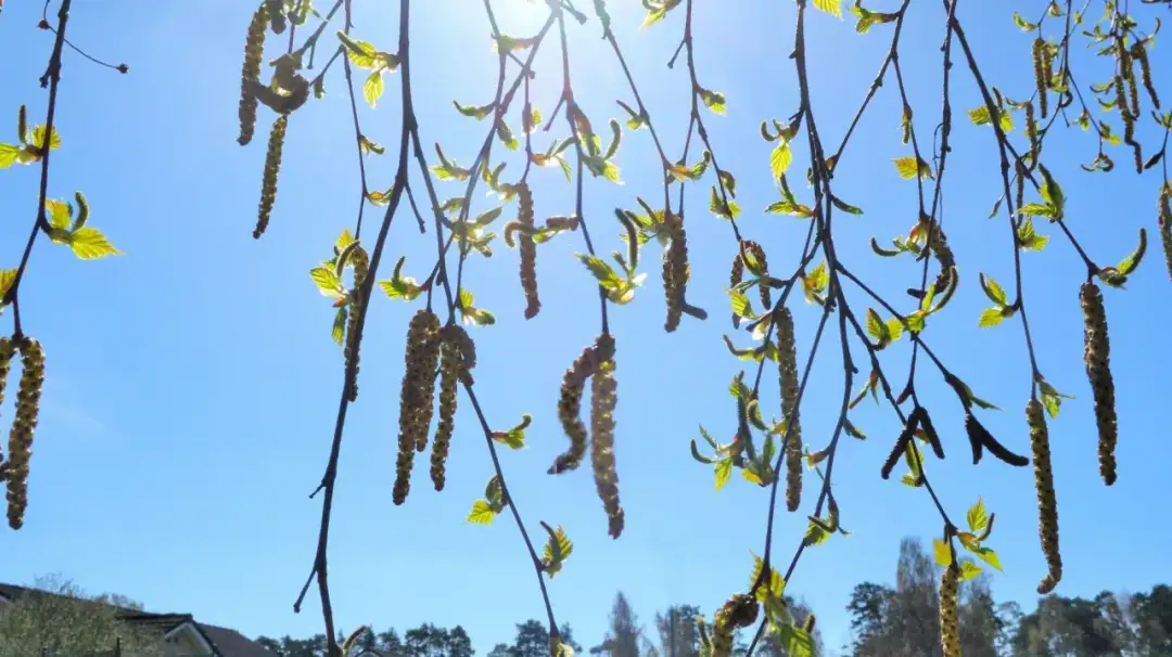 Skuteczne leki na pylenie brzozy – jak złagodzić objawy alergii