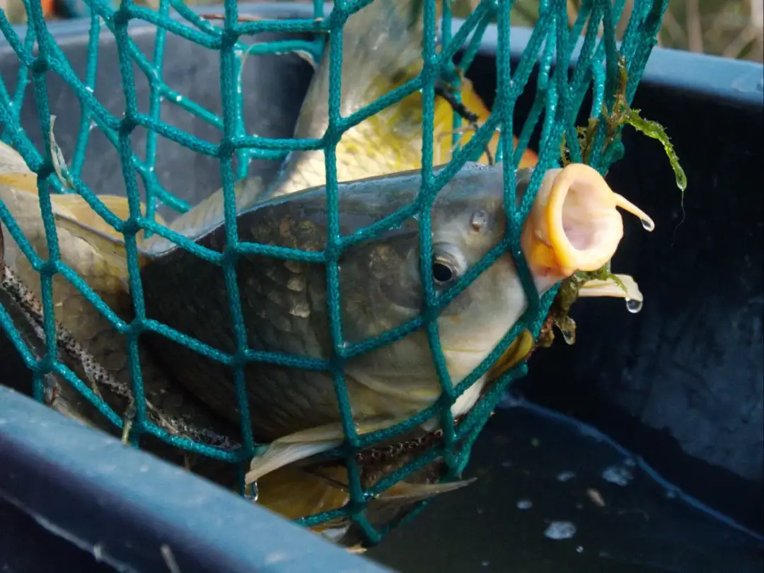 Jak mrozić karpia, aby zachować świeżość i smak na dłużej