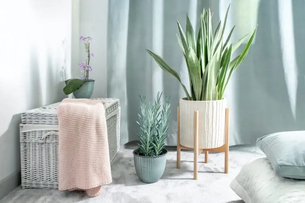 Jakie rośliny do sypialni? 10 najlepszych dla zdrowia i snu