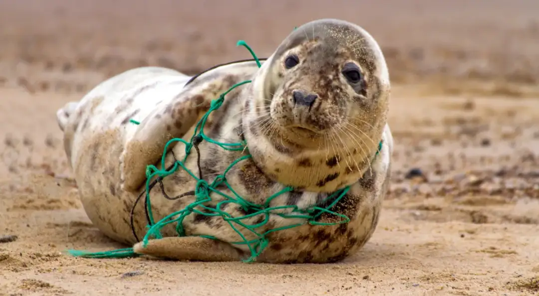 Foki w Bałtyku: 3 gatunki spotykane na polskim wybrzeżu w 2025