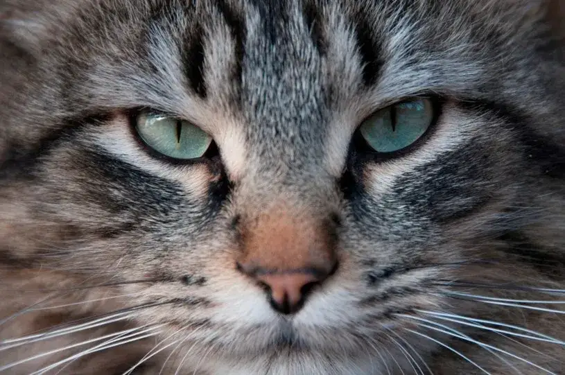 Czy koty widzą aurę? Prawda o ich niezwykłych zdolnościach