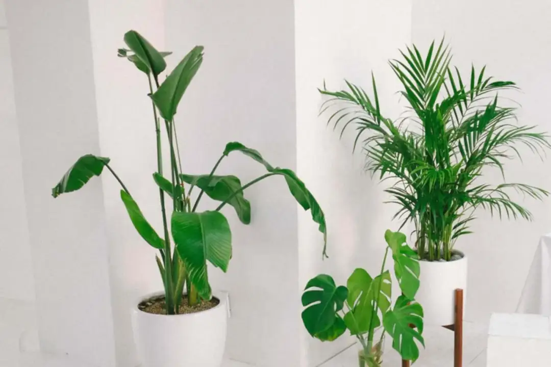 Kwiaty doniczkowe do domu: jak wybrać i pielęgnować zielone ozdoby