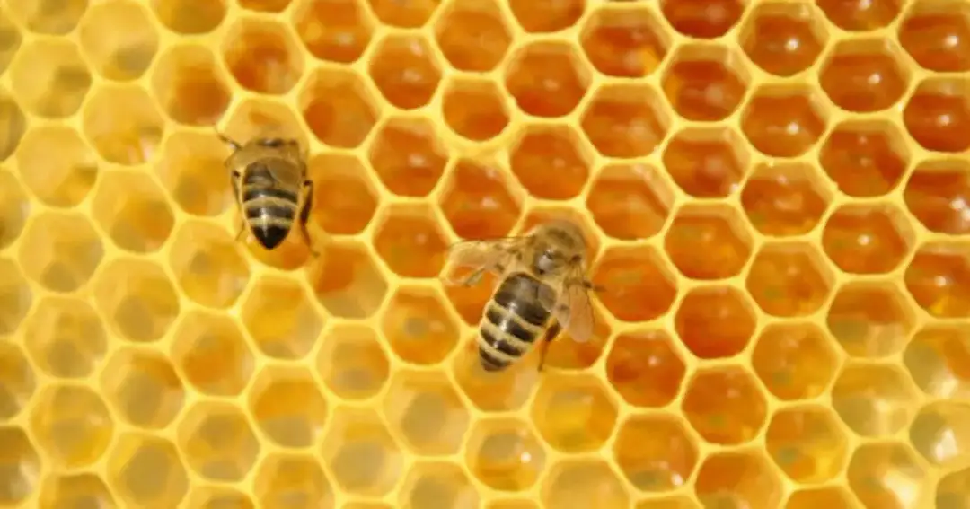 Jak wygląda plaster miodu? Budowa, zastosowanie i ciekawostki o plastrze miodu