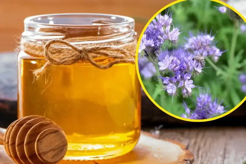 Czym jest miód faceliowy? Właściwości, zastosowanie i korzyści dla zdrowia