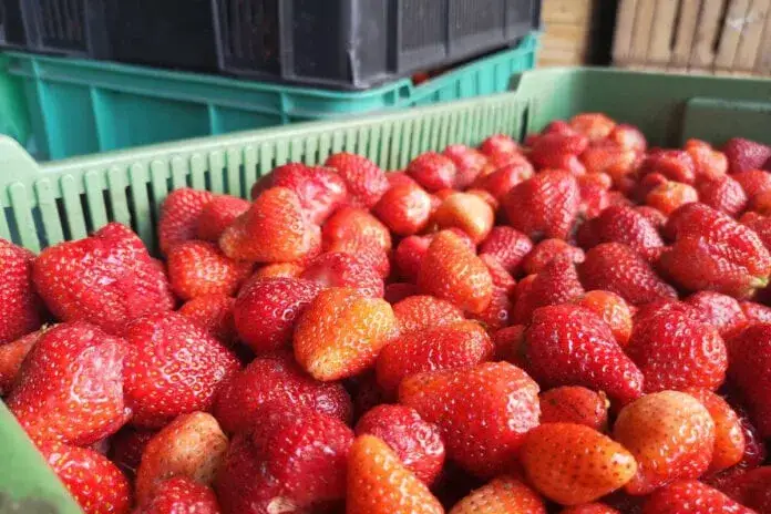 Aktualne ceny truskawek na skupie – gdzie sprzedać i ile możesz zarobić?