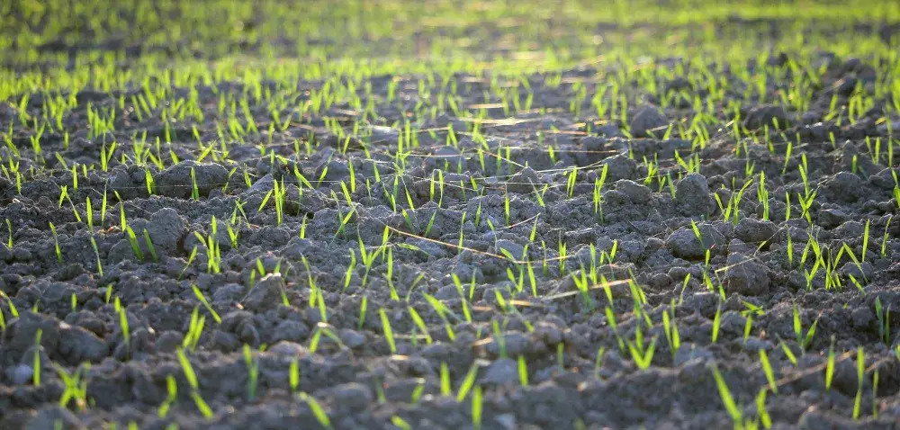 Jak zaprawić zboże w betoniarce - skuteczne metody i porady