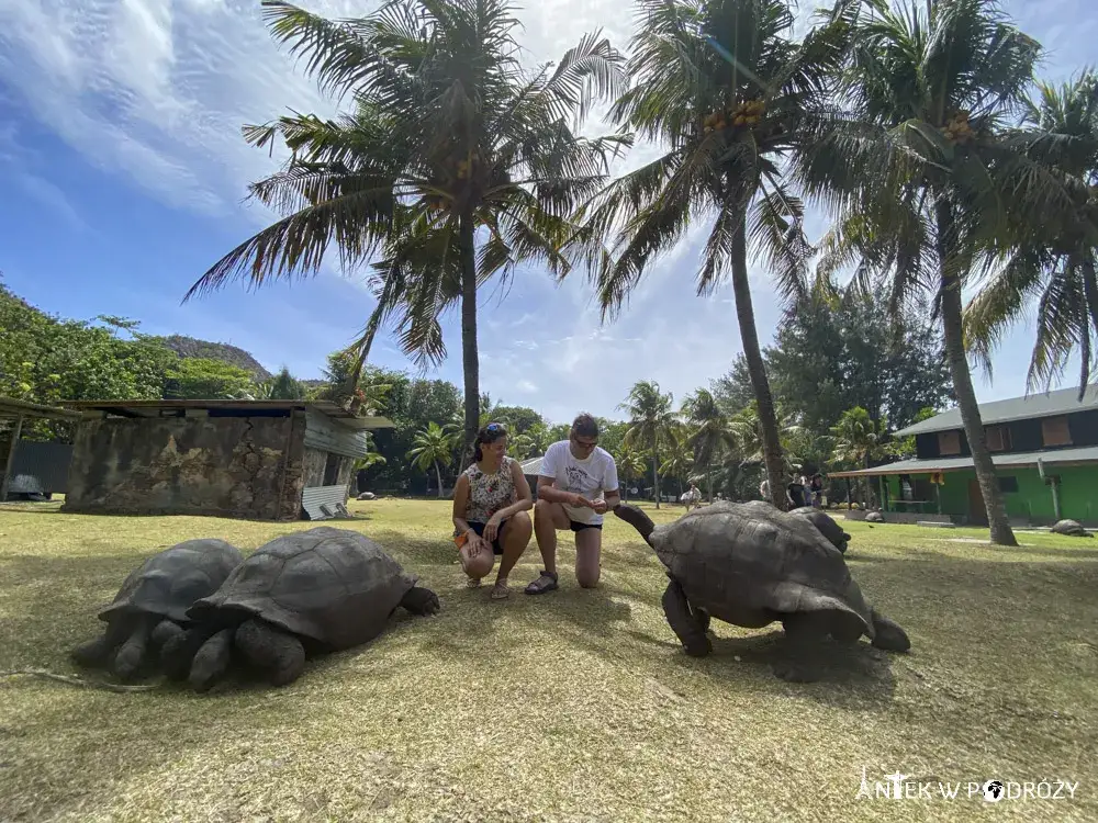 Żółwie na Seszelach - niezwykłe spotkania z morskimi gigantami