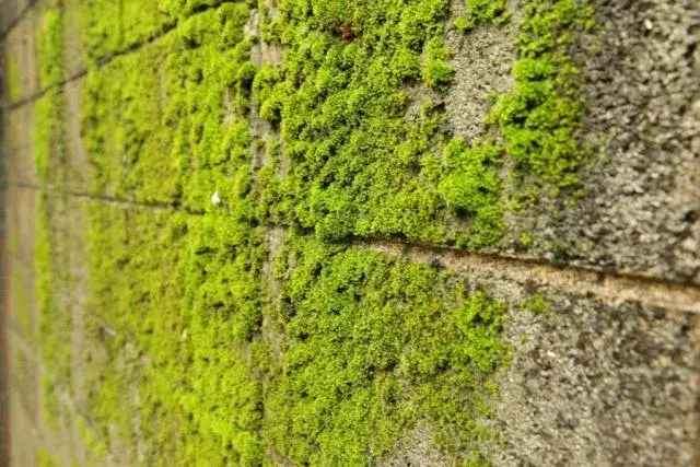 Skuteczne sposoby jak zwalczyć mech na elewacji: poradnik domowych metod