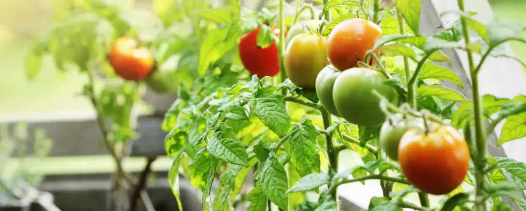 Kiedy sadzić pomidory koktajlowe w doniczce, aby uniknąć przymrozków?