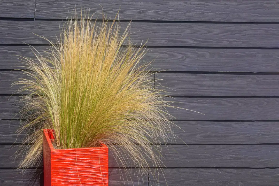 Czy trawy ozdobne można sadzić w donicach? Odkryj najlepsze gatunki