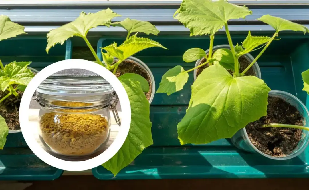 Domowy nawóz do ogórków: 5 skutecznych przepisów dla ogrodu