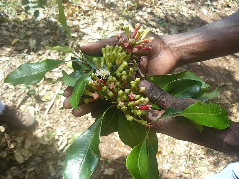 Jak rośnie goździki przyprawa – tajemnice uprawy i zbioru tej aromatycznej przyprawy
