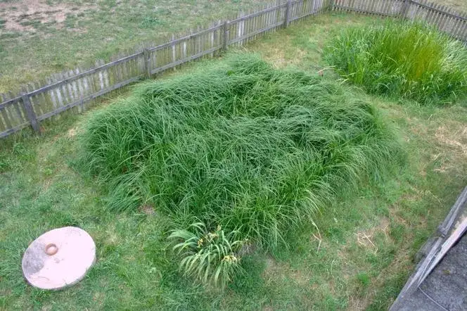 Oczyszczalnie hydrofitowe: wszystko co musisz wiedzieć przed budową