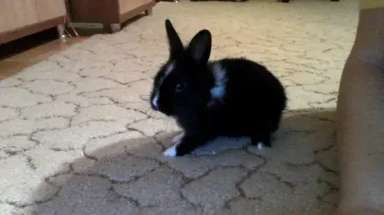 Czy króliki lubią być głaskane? Poznaj ich preferencje i reakcje