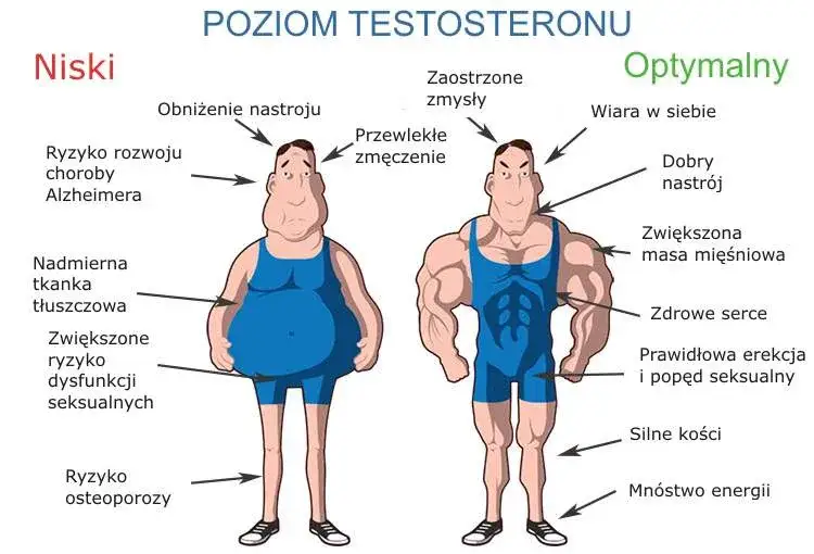 Podwyższony poziom testosteronu u mężczyzn: objawy i skutki zdrowotne