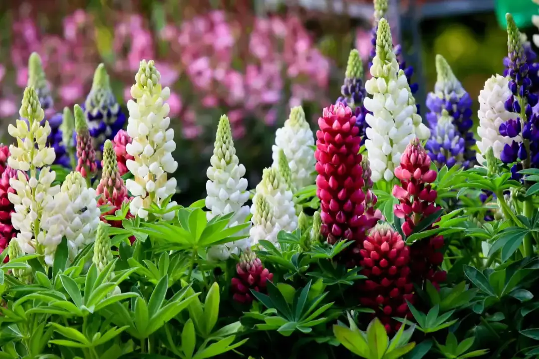 Jak sadzić łubin ogrodowy - kluczowe informacje, które musisz znać