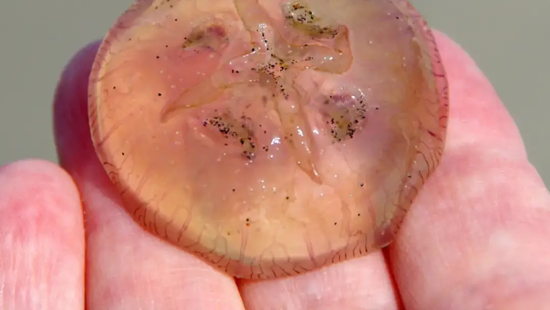 Czy meduzy w Bałtyku parzą? Dowiedz się, które są niebezpieczne