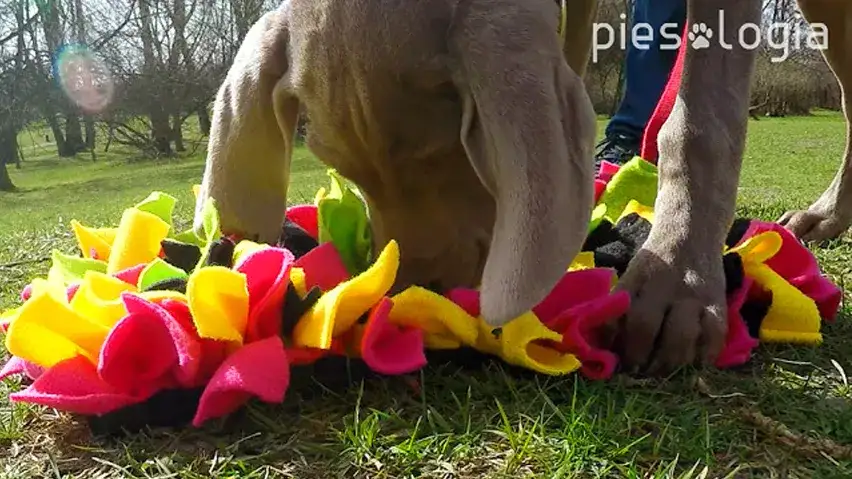 Jak zrobić matę węchową dla psa, aby zaspokoić jego potrzeby?