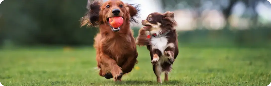 Najlepszy szampon dla owczarka niemieckiego długowłosego, który zadba o jego sierść