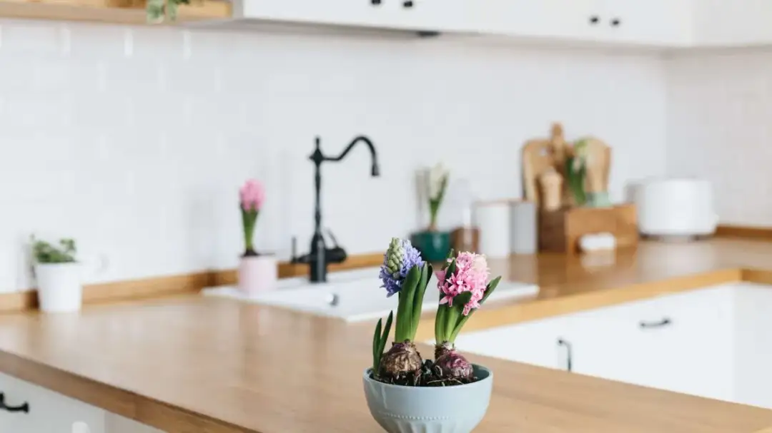 Jakie kwiaty wybrać do kuchni? 10 najlepszych roślin domowych