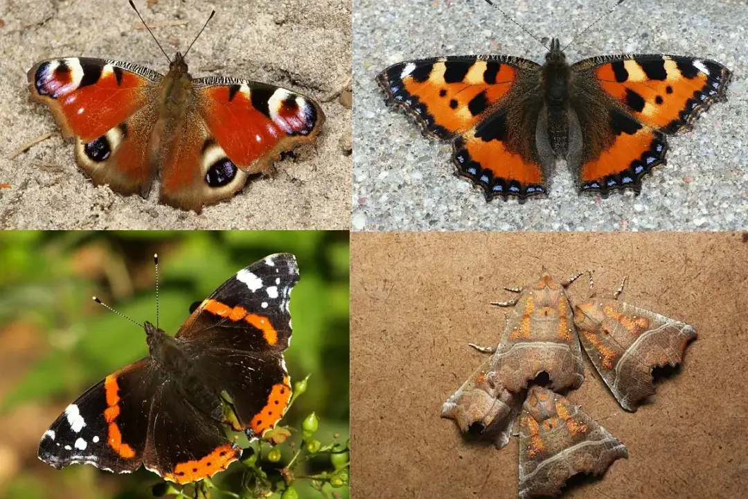 Gdzie zimują motyle - fascynujące sposoby przetrwania zimy w Polsce