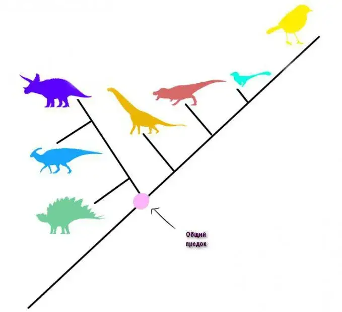 Co to jest systematyka w biologii i dlaczego jest kluczowa dla nauki o życiu
