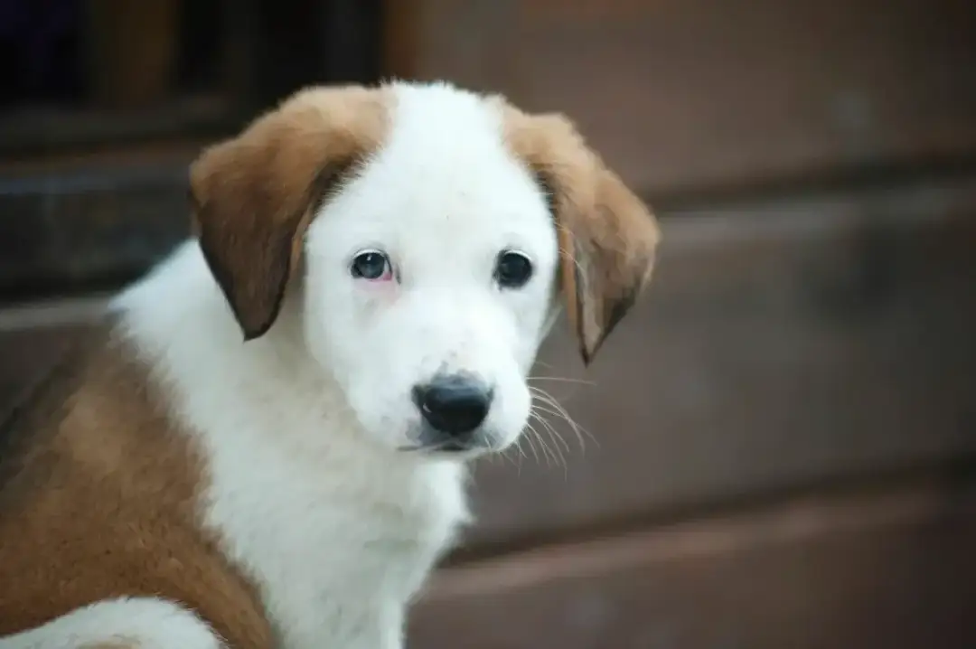 Ile kosztuje odrobaczenie psa u weterynarza? Sprawdź, jak uniknąć wysokich kosztów!