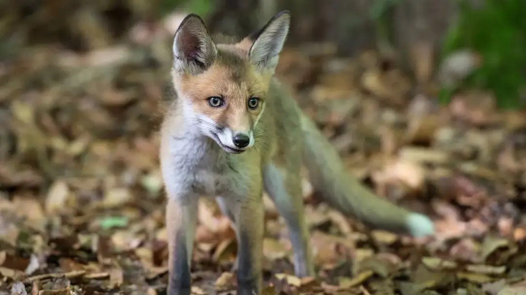 Filmy o ekologii: 6 tytułów, które zmienią twoje myślenie