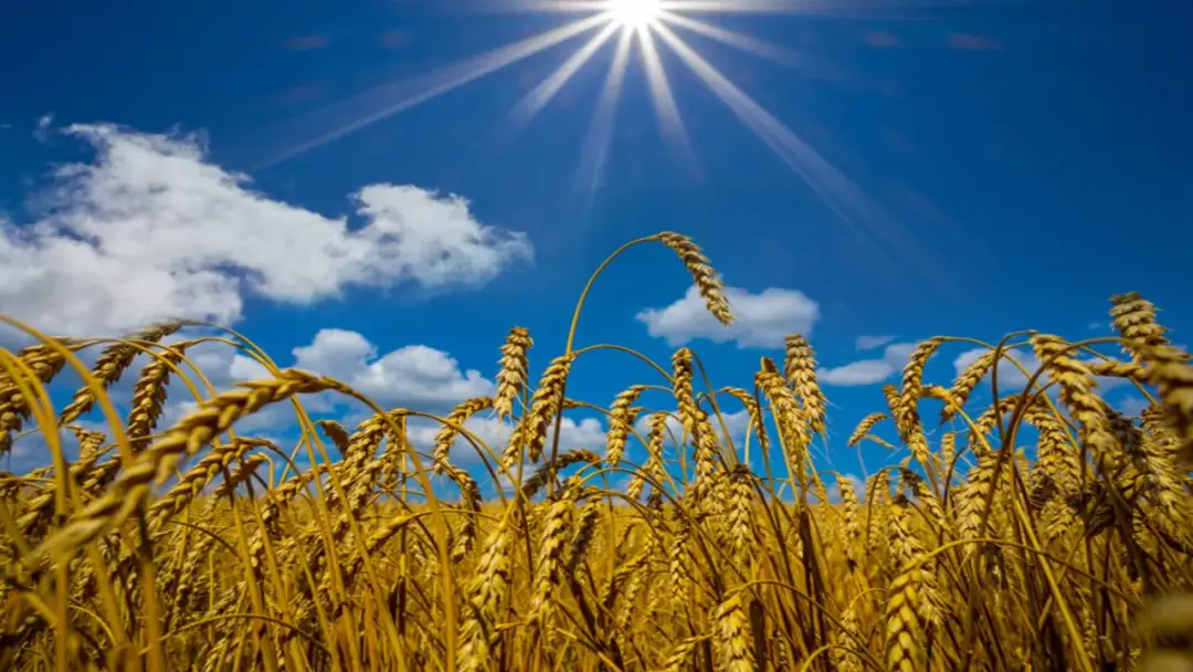 Przypowieść o zasiewie: Jak zrozumieć jej głębokie znaczenie?