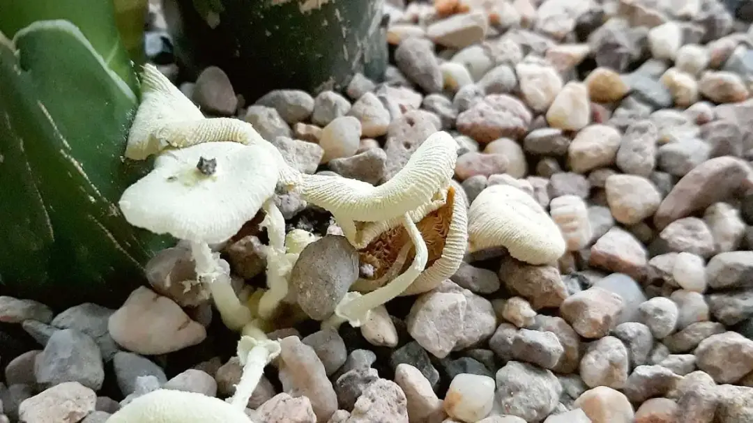 Co oznaczają grzyby w doniczce i jak uratować rośliny przed nimi