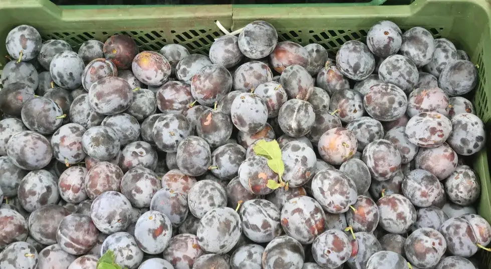 Sezon na śliwki kiedy: poznaj najlepszy czas na świeże owoce