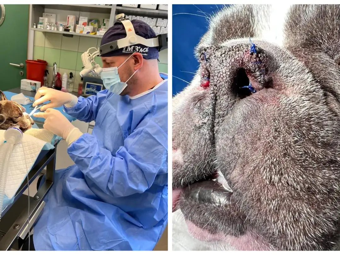 Buldog francuski: operacja BOAS czy warto? Koszty i objawy