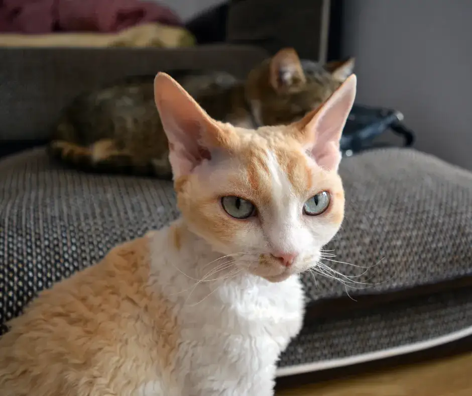 Czym charakteryzuje się szylkretowy Devon Rex? Historia i cechy tej rasy