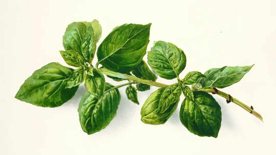 Jak rozpoznać bazylię? Liście, zapach i odmiany - kompletny przewodnik