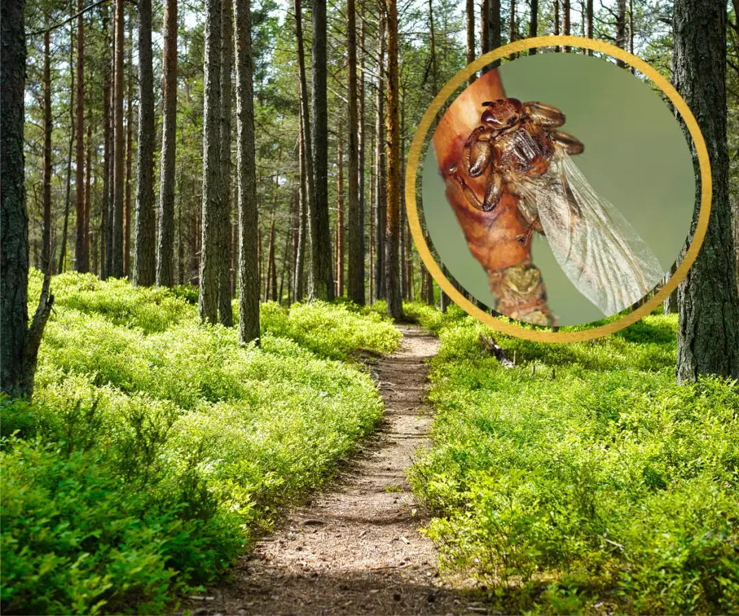 Latające kleszcze jak wyglądają – jak je rozpoznać i uniknąć zagrożenia