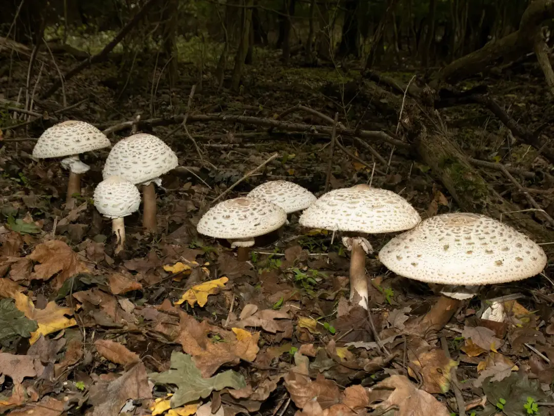 Kania czerwieniejąca: Czubajka czerwieniejąca a kania