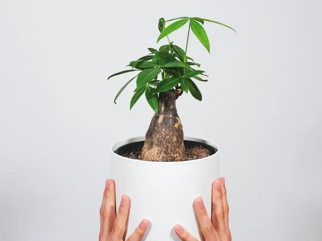 Jak kwitnie pachira i co zrobić, aby jej kwiaty zachwycały