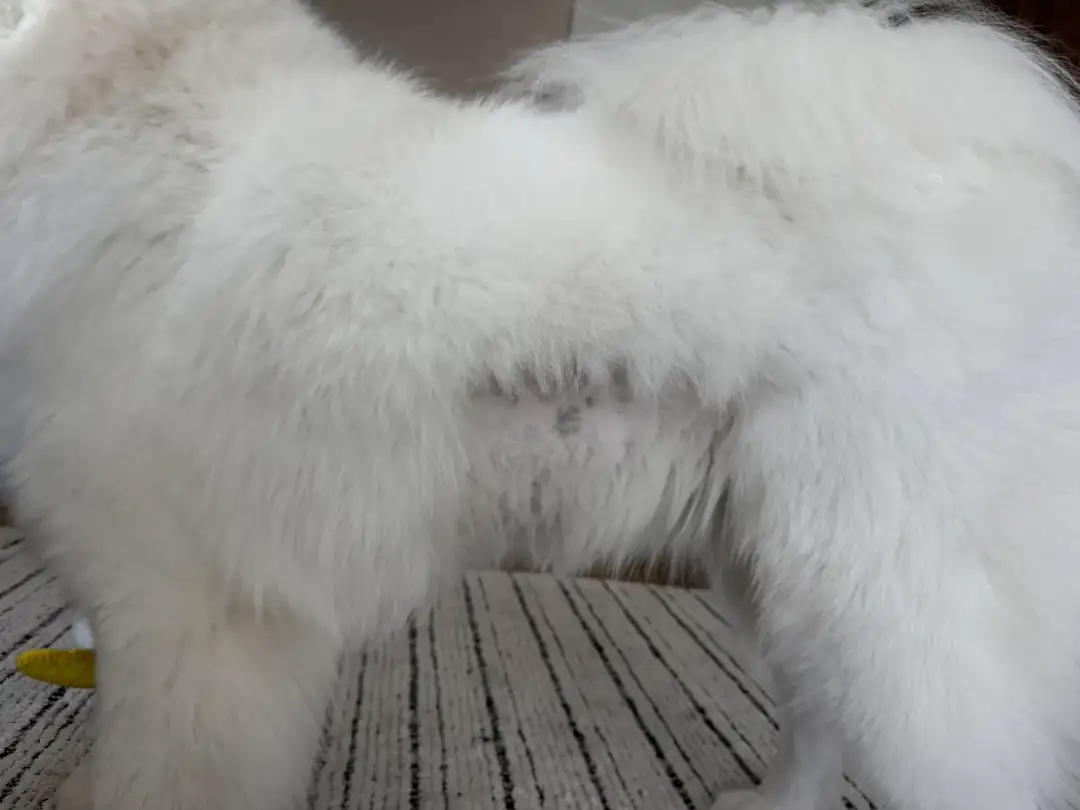 Białe futro psa z widocznym obszarem po operacji, gdzie sierść jest krótsza i ciemniejsza.