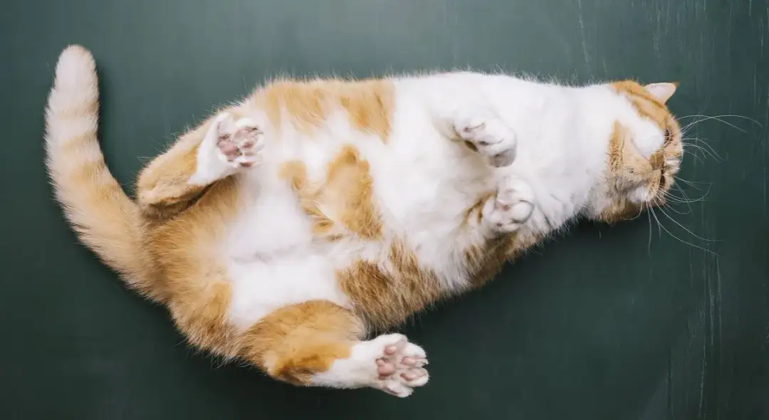 Ruja u kotki: Objawy, czas trwania i jak pomóc? Poradnik eksperta