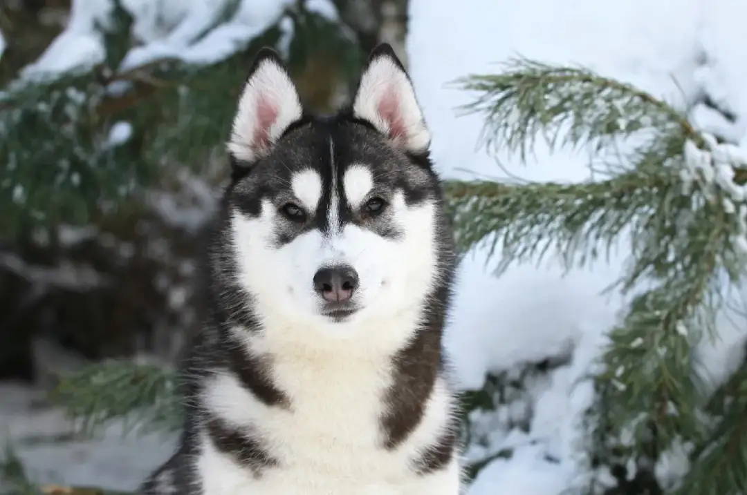 Ile kosztuje Husky? Sprawdź realne wydatki w 2024! Ile kosztuje Husky? Sprawdź realne wydatki w 2024!
