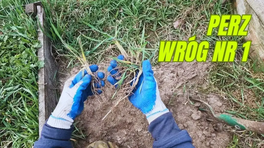 Co siać na perz, aby skutecznie zwalczyć uciążliwe chwasty?