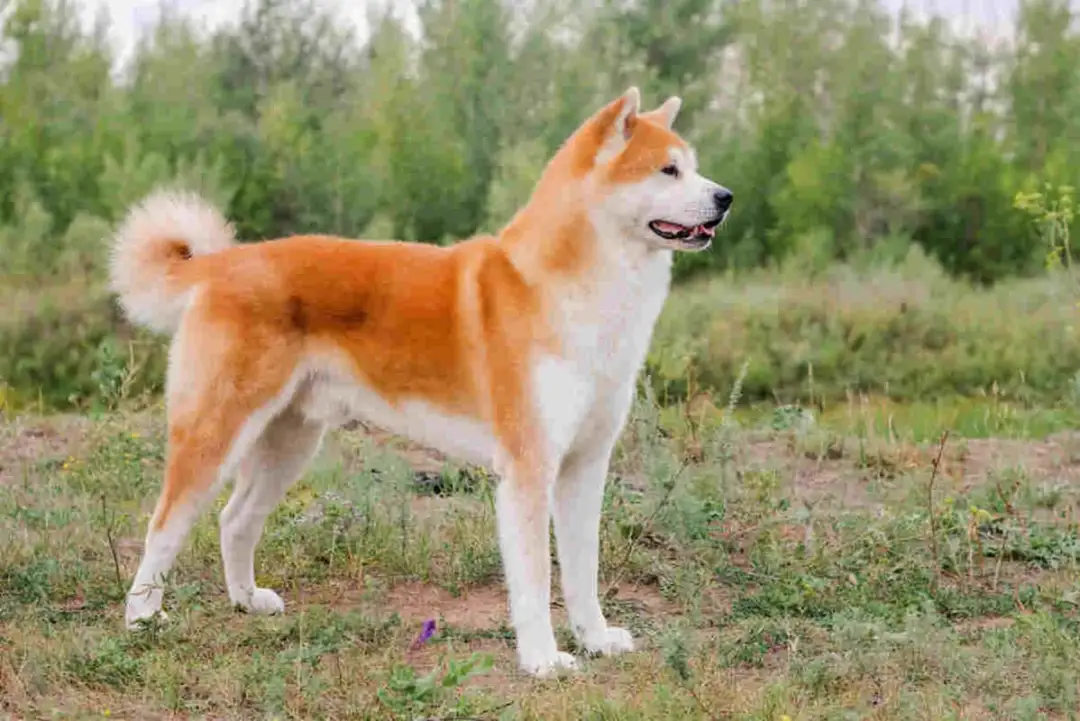 Akita inu pies czy suka – które lepiej pasują do twojego stylu życia?
