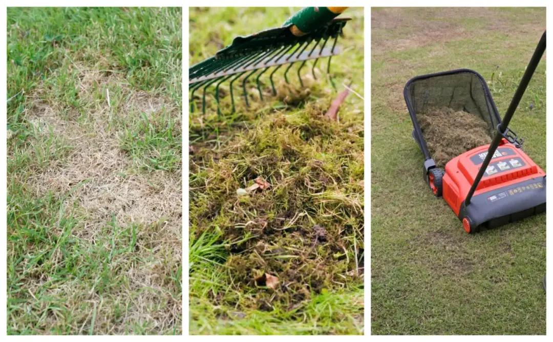 Trawnik po wertykulacji: Zniszczony? To dobry znak! Regeneracja