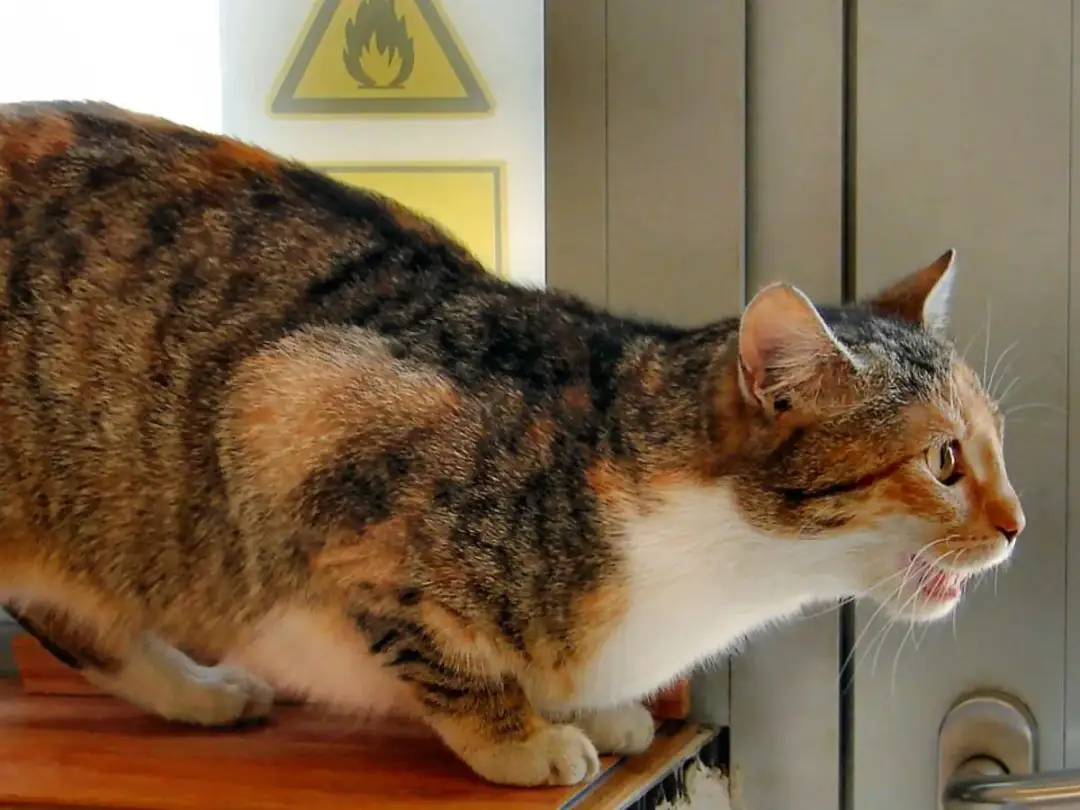 Kiedy kotka może zajść w ciążę? Odkryj kluczowe informacje o rui