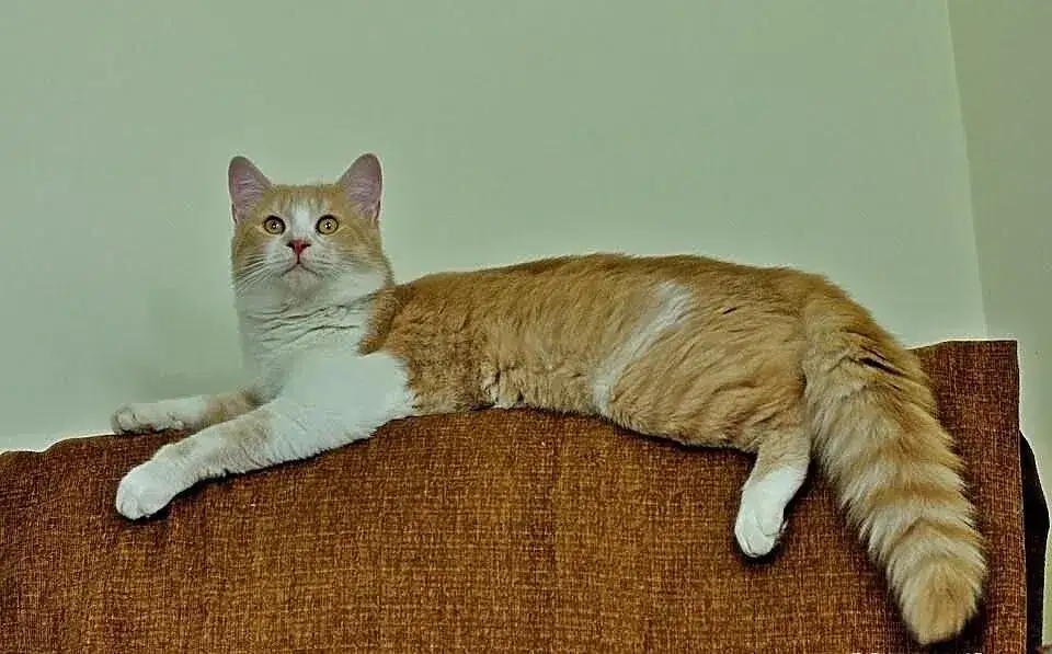 Jakie są ceny kotów Afrodyty w Polsce i co warto wiedzieć?