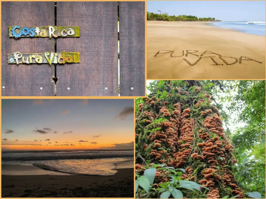 Tabliczki "Costa Rica" i "Pura Vida", plaża z napisem "Pura Vida" na piasku, zachód słońca nad oceanem i drzewo porośnięte grzybami. Czy Kostaryka jest bezpieczna? Tak, to raj!