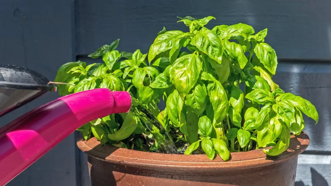 Jak podlewać bazylię, aby uniknąć gnicia korzeni i błędów w pielęgnacji