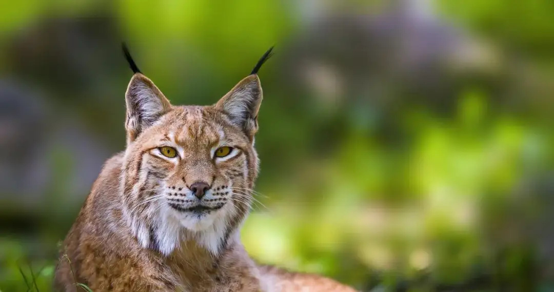 Dlaczego ryś jest zagrożony wyginięciem? Przyczyny i działania ochronne