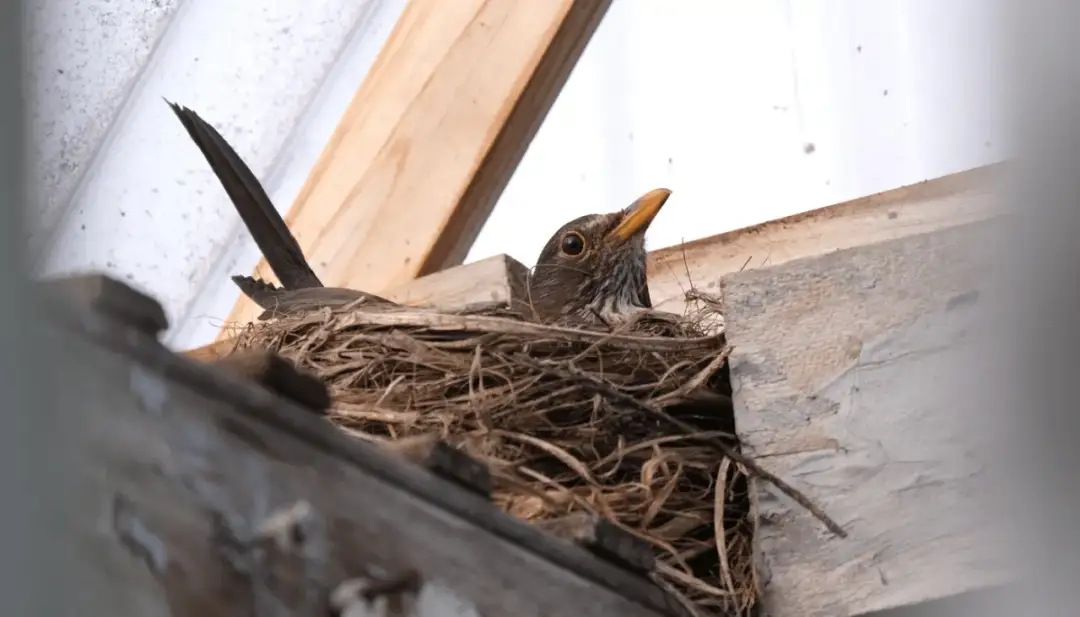 Skuteczne sposoby na pozbycie się ptaków z poddasza bez szkody dla nich