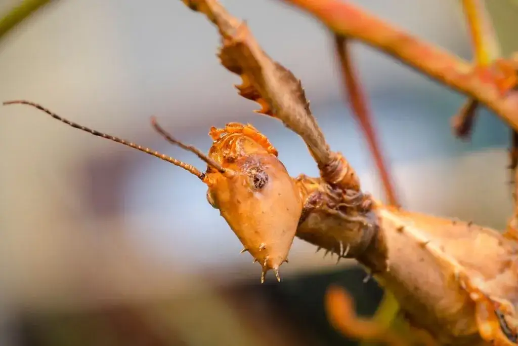Patyczaki jak się rozmnażają: sekrety rozmnażania płciowego i partenogenezy